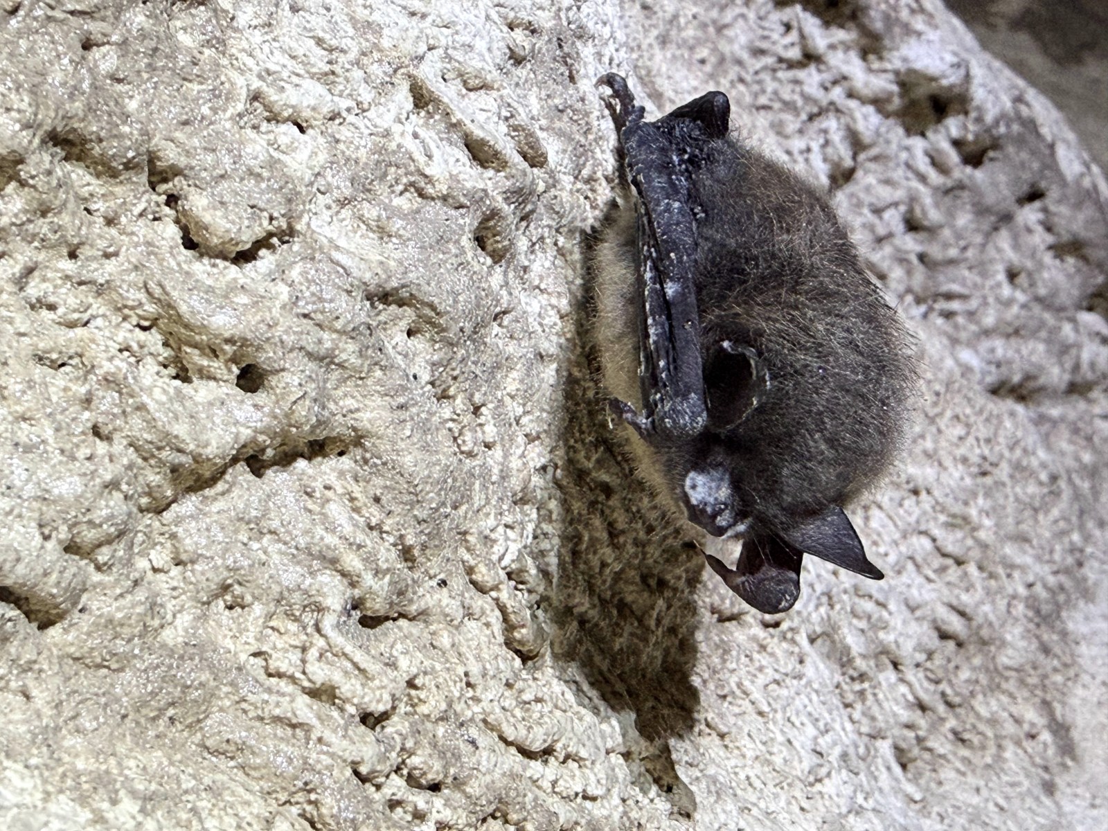 Parks Canada working to curb spread of deadly white-nose syndrome in Alberta bats – Winnipeg Free Press