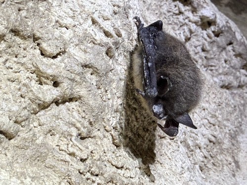 Hibernating bats in some Alberta caves have been infected with white-nose syndrome, shown in this undated handout photo, a deadly fungal infection that can awaken them from hibernation and lead to starvation. THE CANADIAN PRESS/Handout - Parks Canada (Mandatory Credit)