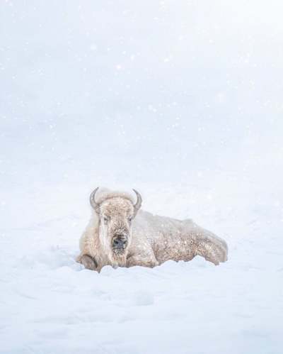 Blizzard the Bison pictured in this undated photo. The Assiniboine Park and Zoo announced the death of 21-year-old Blizzard after undergoing a procedure to address a decline in his health. THE CANADIAN PRESS/Handout - Assiniboine Park Conservancy (Mandatory Credit)