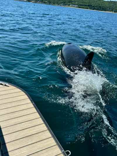 A killer whale is pictured near Nova Scotia's Canso Causeway in this handout photo on Sunday, July 26, 2026. THE CANADIAN PRESS/Handout - Kayla Partridge (Mandatory Credit)