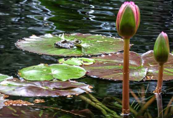 A frog sits on a lily pad in the fountain at the Leo Mol Sculpture Garden in Assiniboine Park on Monday. (Ruth Bonneville / Free Press)