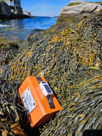 A floating orange block released by Environment and Climate Change Canada is seen on the shore near Halifax in this undated handout photo. People who find the blocks are being asked to report the date and the location to researchers so they can track how currents move the bodies of dead seabirds through the ocean. THE CANADIAN PRESS/Handout — Robert Ronconi (Mandatory Credit)
