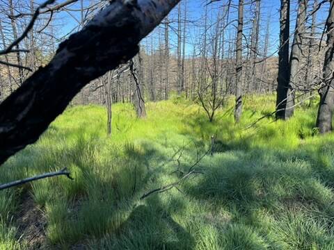 RUSSELL WANGERSKY / FREE PRESS
                                With the spruce canopy burned away in a Newfoundland forest fire, a vast moss bed has been replaced with lush grasses.