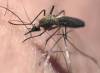 Intense rainfall in recent weeks has created ideal conditions for mosquitoes to breed across Winnipeg, including in backyards where standing water can quickly become a source of larvae. (Joe Bryksa / Free Press)