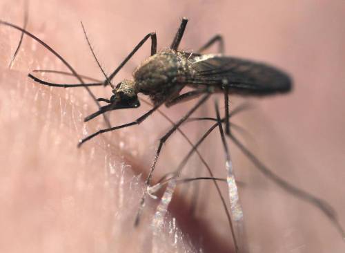 Intense rainfall in recent weeks has created ideal conditions for mosquitoes to breed across Winnipeg, including in backyards where standing water can quickly become a source of larvae. (Joe Bryksa / Free Press)