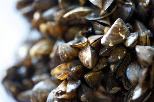 MIKE DEAL / FREE PRESS FILES
                                Zebra mussles are considered an aquatic invasive species in Manitoba.