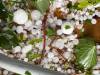 Hailstones seen in Killarney (Céline Dagg photo)