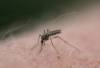 Free Press files
                                The City of Winnipeg began spraying for mosquitoes last weekend.