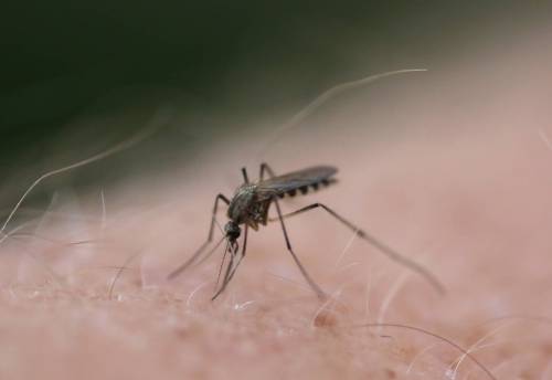 Free Press files
                                The City of Winnipeg began spraying for mosquitoes last weekend.