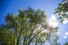 MIKAELA MACKENZIE / FREE PRESS FILES
                                Winnipeg&rsquo;s Elm tree canopy over Casey Street in Riverview.