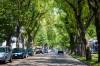 MIKAELA MACKENZIE / FREE PRESS FILES
                                Though Winnipeg still has around 190,000 elm trees, in the last five decades the city has removed 300,000.