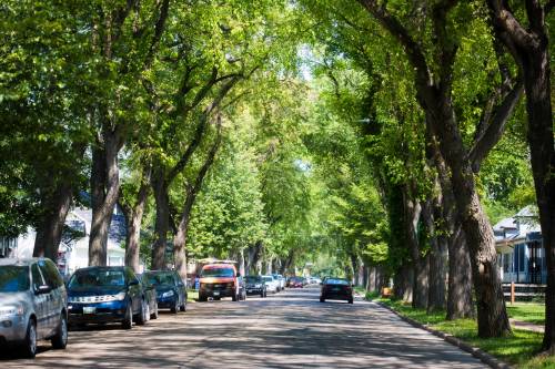 MIKAELA MACKENZIE / FREE PRESS FILES
                                Though Winnipeg still has around 190,000 elm trees, in the last five decades the city has removed 300,000.