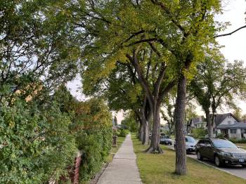 Russell Wangersky / Free Press
                                Winnipeg&rsquo;s tree canopy is getting a financial respite.