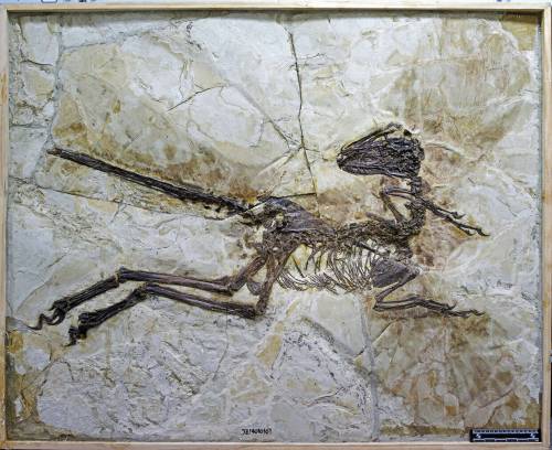 Steve Brusatte / University of Edinburgh / Associated Press files
                                In this 2014 photo taken in Jinzhou, China, the nearly complete, feather-winged fossil of a then-new species of dinosaur named zhenyuanlong suni is shown. While the dinosaur had feathers, it did not fly.