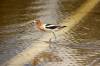 An American avocet fishes the floodwaters of the Assiniboine River on Grand Valley Road on Monday. (Tim Smith / The Brandon Sun)
