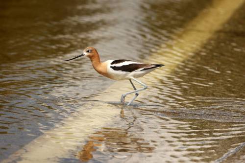 An American avocet fishes the floodwaters of the Assiniboine River on Grand Valley Road on Monday. (Tim Smith / The Brandon Sun)