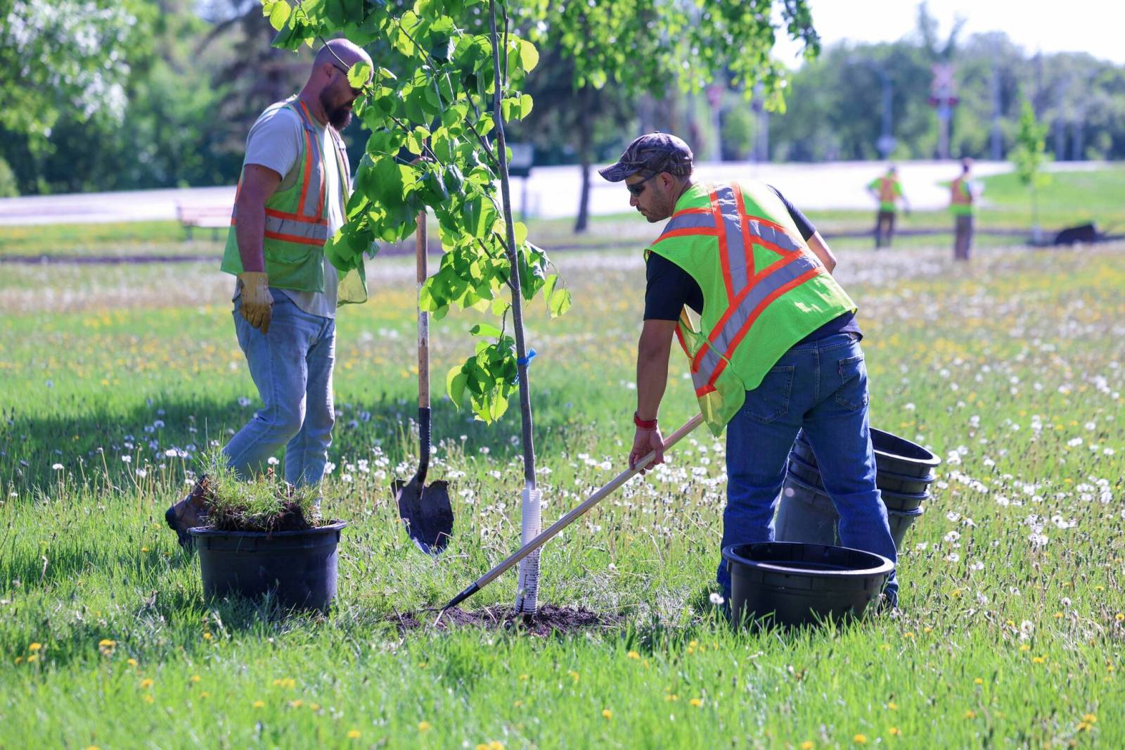 Mayor proposes city take on more debt to save tree budget