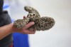 KYLE DARBYSON / THE BRANDON SUN FILES
                                Adult zebra mussels on a standard boat propeller in 2020. At a roadside inspection this weekend, 120 watercraft were not cleaned, drained, or dried and failed the inspection.