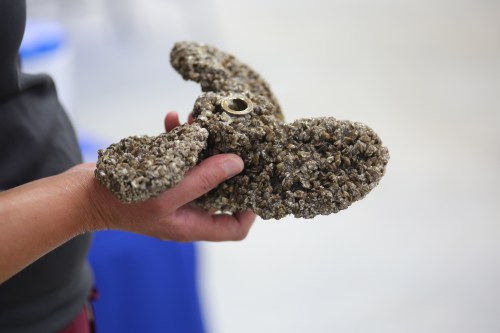 KYLE DARBYSON / THE BRANDON SUN FILES
                                Adult zebra mussels on a standard boat propeller in 2020. At a roadside inspection this weekend, 120 watercraft were not cleaned, drained, or dried and failed the inspection.