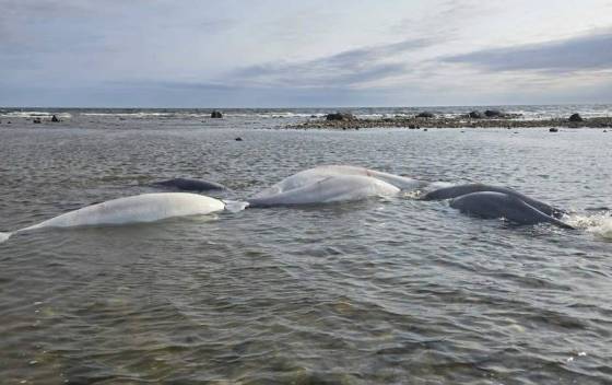 Stranded beluga whales in shallow water near the public beach in Churchill. (Manitoba Conservation Officer Association photo)