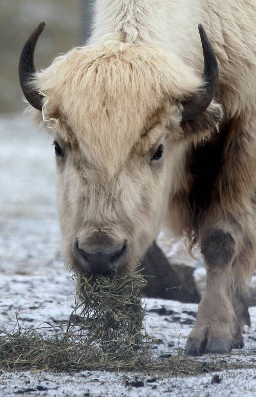 RUTH BONNEVILLE / FREE PRESS FILES
                                The zoo has plans to honour Blizzard&rsquo;s life and legacy.