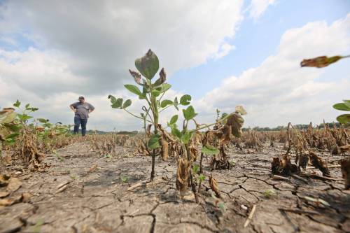 The receding flood water along the Assinboine River has left destruction in its wake. Jeff Griffith, farm operations manager with the Brandon Research and Development Centre, looks at a field of flood-damaged soybeans that lies along Grand Valley Road on research centre land, during a tour of the flood damage on Monday. (Matt Goerzen/The Brandon Sun)