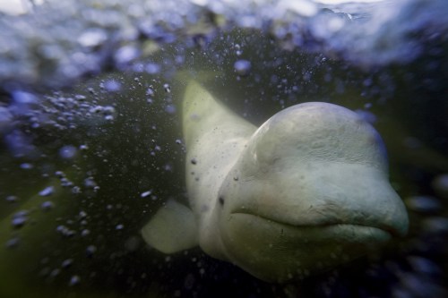 Residents of a Cape Breton community at the southern end of Bras d'Or Lake have reported spotting a beluga whale near a local marina, a rare sighting in the Maritimes. A beluga whale swims behind a boat through the Churchill River, Monday, Aug. 5, 2024, near Churchill, Manitoba. (AP Photo/Joshua A. Bickel)