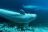 Beluga whales swim in a tank at Marineland in Niagara Falls, Ont., Friday, June 9, 2023. Another beluga whale has died Marineland, bringing the number of dead whales at the Niagara Falls, Ont., tourist attraction to 15 over the past four years.THE CANADIAN PRESS/Chris Young