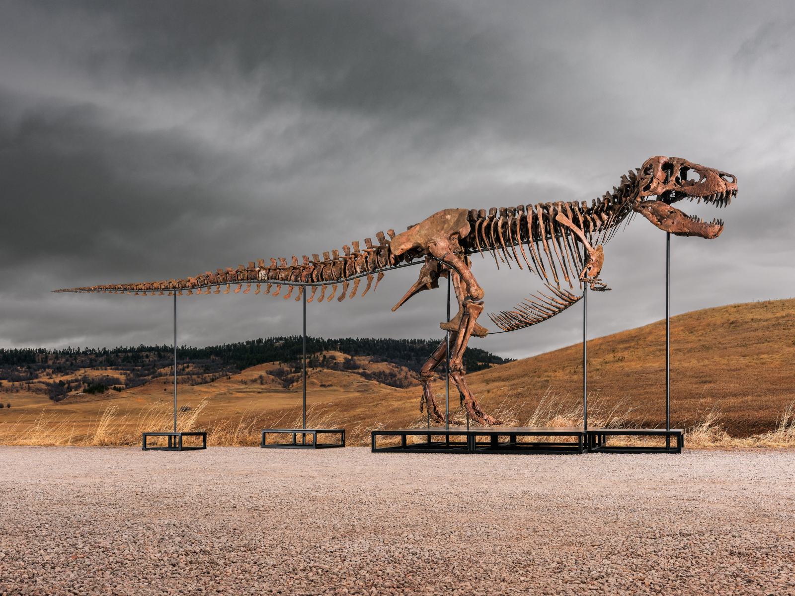 T. rex Skeleton Named Gus Sells for $50.1 Million at Sotheby's
