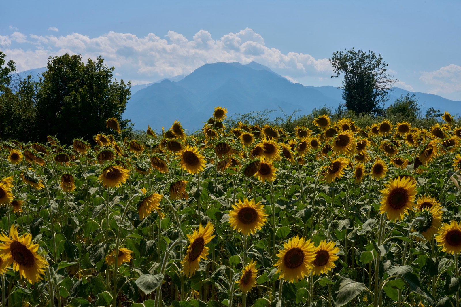 UNESCO World Heritage Committee Begins Review of Greece's Mount Olympus Nomination