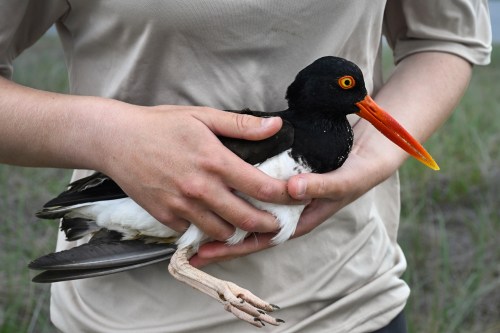 United States Fish and Wildlife Service Shorebird Monitor Allison Ruhl carries an adult oystercatcher at Trustom Pond National Wildlife Refuge in South Kingstown, R.I., June 19, 2026. (AP Photo/Jessica Hill)