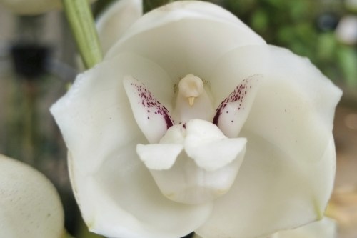This image provided by the Huntington Library Art Museum and Botanical Gardens in San Marino, Calif., shows a Dove orchid (Peristeria elata). (Brandon Tam/Huntington Library Art Museum and Botanical Gardens via AP)