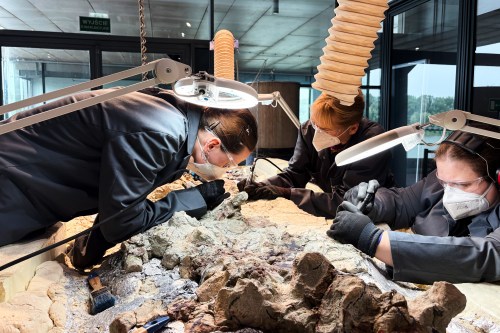 Under the watchful eye of scientists, volunteers clean the skeleton of a mastodonsaurus, a huge amphibian that walked the Earth 240 million years ago, at the Copernicus Science Center in Warsaw, Poland, Tuesday, July 21, 2026. (AP Photo/Claudia Ciobanu)
