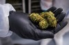 A handful of cannabis bud is shown in Fenwick, Ont., on Tuesday, June 26, 2018. THE CANADIAN PRESS/Tijana Martin