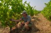 Winemaker Edouard Le Grix de la Salle tends vines on his family's Grand Verdus wine estate in Sadirac, southwestern France's Bordeaux region, Wednesday, July 29, 2026. (AP Photo/Eva van Dam)