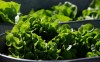 FILE - Organic lettuce is displayed in Falls Church, Va., Saturday, March 11, 2017. (AP Photo/J. Scott Applewhite)