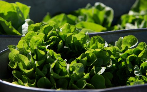 FILE - Organic lettuce is displayed in Falls Church, Va., Saturday, March 11, 2017. (AP Photo/J. Scott Applewhite)