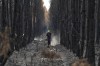 A firefighter walks through a charred forest near Blagon, during wildfires, southwestern France, Friday, July 31, 2026. (AP Photo/Baz Ratner)