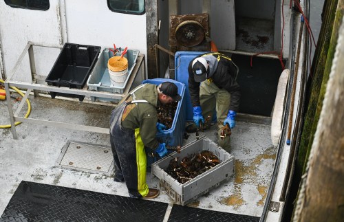 Lobster fishermen unload their catch in Dipper Harbour, New Brunswick on Tuesday, May 6, 2025. THE CANADIAN PRESS/Graham Hughes