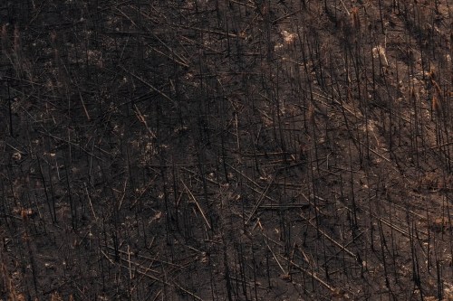 Wildfire damage is pictured from the air in the immediate area surrounding Collins First Nation, a small, remote Ojibwa community located in northwestern Ontario, about 250 km north of Thunder Bay, Ont., on Wednesday, July 22, 2026. THE CANADIAN PRESS/Chris Young