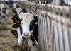 Cows are fed at a dairy farm in Granby, Que., Wednesday, Feb. 5, 2025. THE CANADIAN PRESS/Christinne Muschi