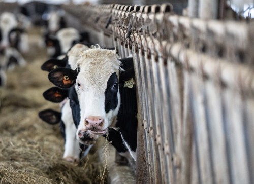 Cows are fed at a dairy farm in Granby, Que., Wednesday, Feb. 5, 2025. THE CANADIAN PRESS/Christinne Muschi