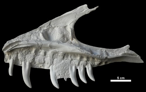 A cast of a partial dinosaur skull impression found in a sandstone block in 2017 in Tumbler Ridge, B.C., is shown in this undated handout image. THE CANADIAN PRESS/Handout — Colton Coppock (Mandatory Credit)