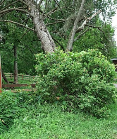 Storm damage is shown on Suzanne Serhan's farm in Ulverton, Que on Tuesday, July 14, 2026, as Environment Canada issues severe thunderstorm and tornado watches across parts of southern Quebec. THE CANADIAN PRESS/Handout - Suzanne Serhan (Mandatory Credit)