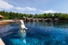 A beluga whale swims in a tank at Marineland in Niagara Falls, Ont., on Thursday, June 11, 2026. THE CANADIAN PRESS/Carlos Osorio
