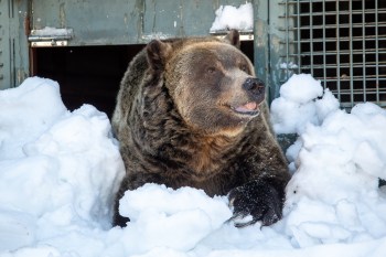 Grinder, a massive grizzly bear shown in this undated handout photo, who fascinated locals and tourists alike on North Vancouver's Grouse Mountain, has died. THE CANADIAN PRESS/Handout — Grouse Mountain, Devin Manky (Mandatory Credit)