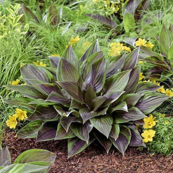 Chelsea Flower show 2026 Plant of the Year, Red Ninja hosta. (Bloomin Easy)