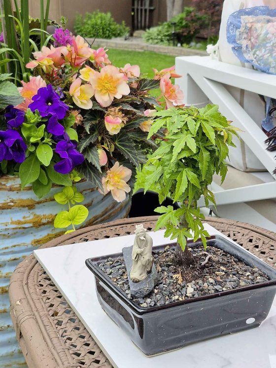 A mini maple bonsai starter plant from Lothar Behnke’s Winnipeg garden. (Colleen Zacharias photo)