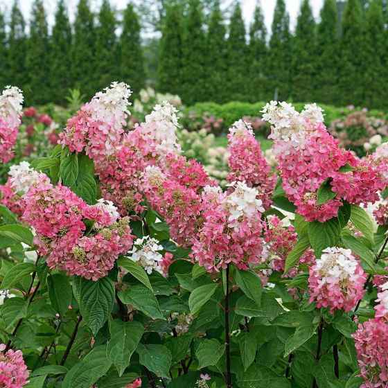 Pinky Winky Prime’s thick, sturdy stems, large dark green foliage, and long tapering blooms portend that something big is going to happen. (Proven Winners photo)