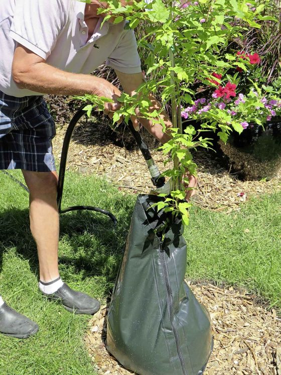 A watering bag allows water to seep slowly into the soil around newly planted trees. (Colleen Zacharias)